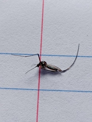 Aedes aegypti