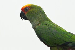 Aratinga auricapillus