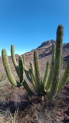 Stenocereus thurberi