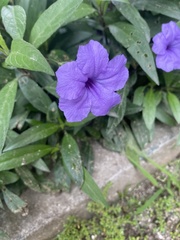Ruellia tuberosa