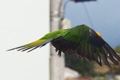 Aratinga auricapillus