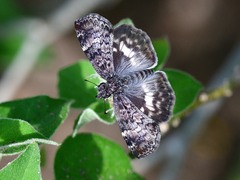 Chiomara georgina