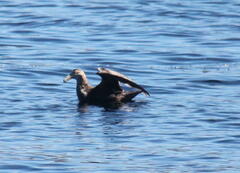 Macronectes giganteus