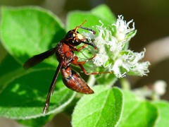 Euodynerus crypticus