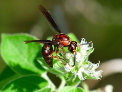 Euodynerus crypticus