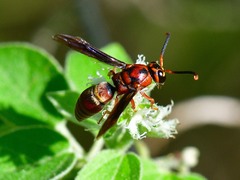 Euodynerus crypticus
