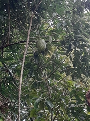 Annona muricata