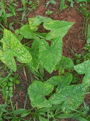 Caladium bicolor image