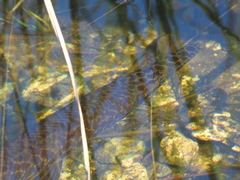 Lepisosteus platyrhincus