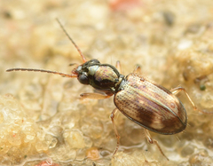 Bembidion articulatum