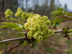 Sambucus racemosa