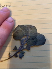 Physalis cinerascens