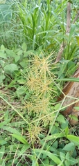 Cyperus esculentus