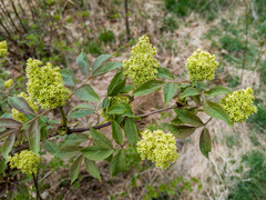Sambucus racemosa