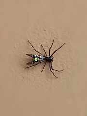Micrathena sexspinosa