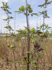 Sambucus racemosa