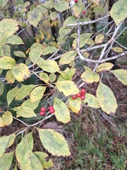 Crataegus viridis