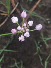 Allium geyeri