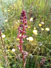 Haloragis heterophylla