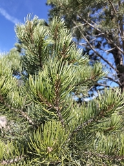 Pinus cembroides