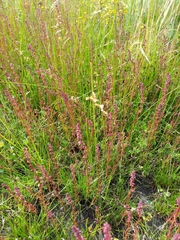 Haloragis heterophylla