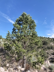 Pinus cembroides