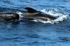 Globicephala macrorhynchus
