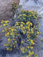 Ericameria cuneata