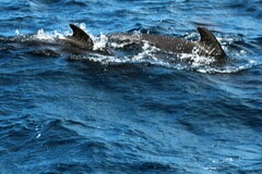 Globicephala macrorhynchus