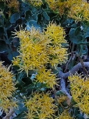 Ericameria cuneata