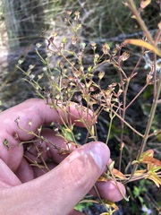Trichostema setaceum