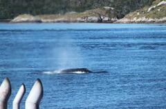 Megaptera novaeangliae australis