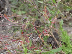 Oenothera curtiflora
