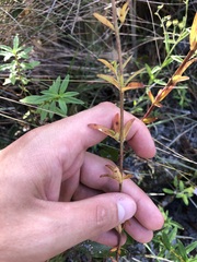 Trichostema setaceum