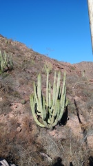 Stenocereus thurberi