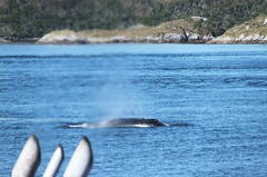 Megaptera novaeangliae australis