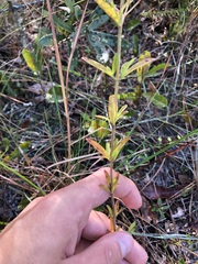 Trichostema setaceum