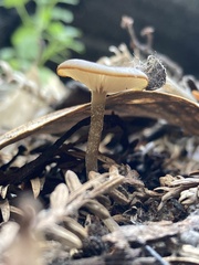 Arrhenia epichysium