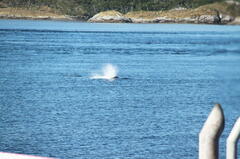 Megaptera novaeangliae australis