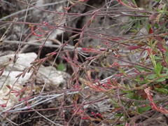 Oenothera curtiflora