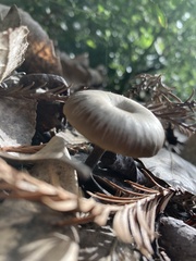 Arrhenia epichysium