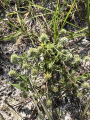 Eryngium aromaticum