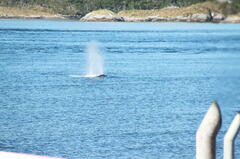 Megaptera novaeangliae australis