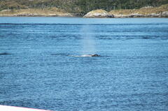 Megaptera novaeangliae australis