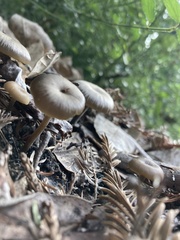 Arrhenia epichysium