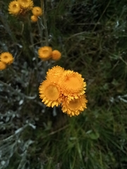 Chrysocephalum apiculatum