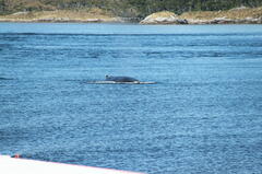 Megaptera novaeangliae australis