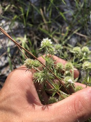 Eryngium aromaticum