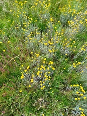 Chrysocephalum apiculatum