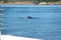 Megaptera novaeangliae australis